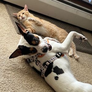 Meet your Posher, Henry